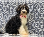 Small Photo #1 Miniature Bernedoodle Puppy For Sale in LAKELAND, FL, USA