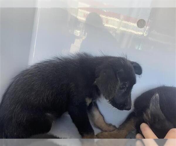 Medium Photo #1 German Shepherd Dog-Irish Wolfhound Mix Puppy For Sale in Houston, TX, USA