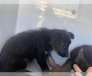 German Shepherd Dog-Irish Wolfhound Mix Dogs for adoption in Houston, TX, USA