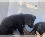 Small German Shepherd Dog-Irish Wolfhound Mix
