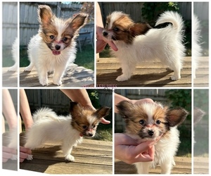 Papillon Puppy for sale in MINNEAPOLIS, MN, USA