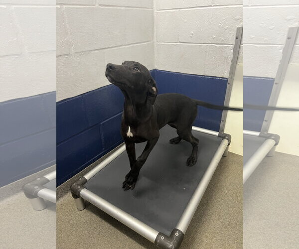 Medium Photo #1 Labrador Retriever-Unknown Mix Puppy For Sale in Sterling, MA, USA