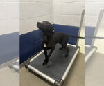 Small Labrador Retriever Mix