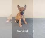 Puppy Red Malinois
