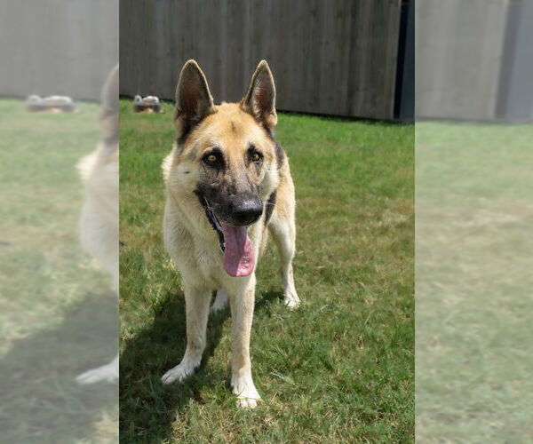 Medium Photo #3 German Shepherd Dog Puppy For Sale in Abbeville, LA, USA