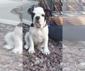 French Bulldog Puppy for sale in TUCSON, AZ, USA