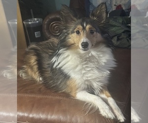 Shetland Sheepdog Puppy for sale in SWEETWATER, TN, USA