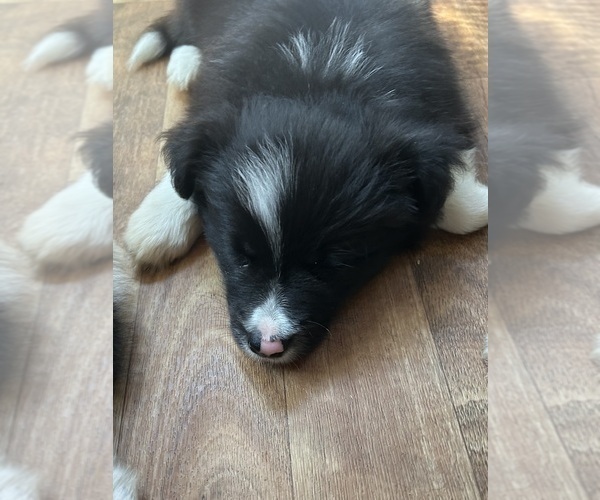Medium Photo #8 Border Collie Puppy For Sale in CAMAS, WA, USA