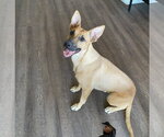 Small #1 Mutt
