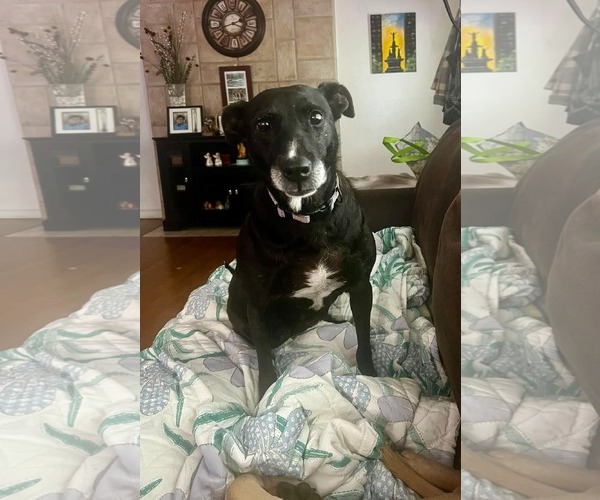 Medium Photo #8 Labrador Retriever-Unknown Mix Puppy For Sale in Germantown, OH, USA