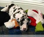 Small Photo #5 Irish Dane Puppy For Sale in WOLFE CITY, TX, USA