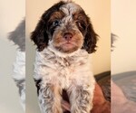 Small #1 Bernedoodle-Cavapoo (Miniature) Mix