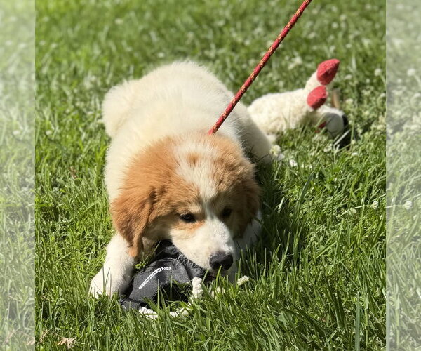 Medium Photo #4 Great Pyrenees Puppy For Sale in Yardley, PA, USA