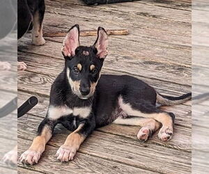 Siberian Husky-Unknown Mix Dogs for adoption in Omaha, NE, USA