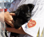 Small Mutt