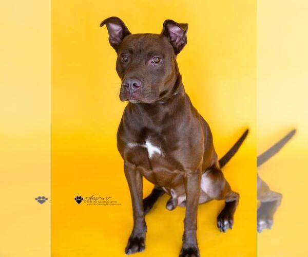 Medium Photo #5 Mutt Puppy For Sale in Rockwall, TX, USA