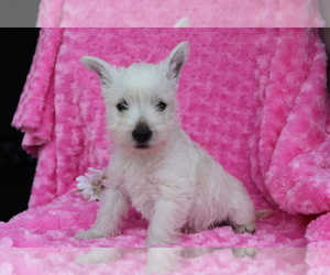 West Highland White Terrier Puppy for sale in SHILOH, OH, USA