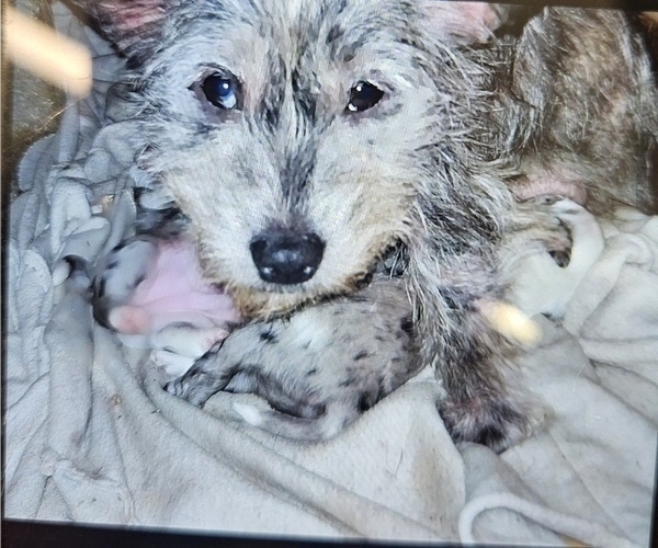 Medium Photo #1 Scottish Terrier Puppy For Sale in BUSH, LA, USA