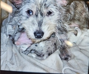 Mother of the Scottish Terrier puppies born on 03/31/2025