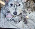 Small Photo #1 Scottish Terrier Puppy For Sale in BUSH, LA, USA