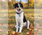 Small Photo #4 Australian Shepherd Puppy For Sale in Hillsboro, MO, USA