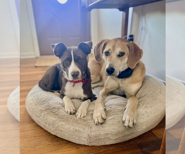 Medium Photo #3 Collie-Unknown Mix Puppy For Sale in Mount Laurel, NJ, USA