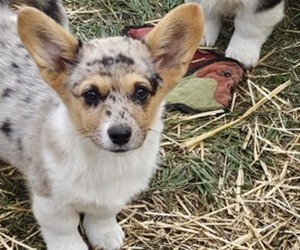 Pembroke Welsh Corgi Puppy for sale in MILTON, WI, USA