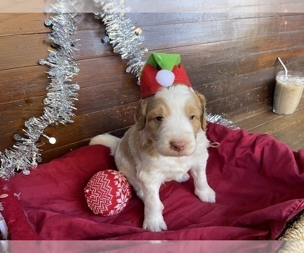 Medium Photo #6 F2 Aussiedoodle Puppy For Sale in CHAPEL HILL, NC, USA