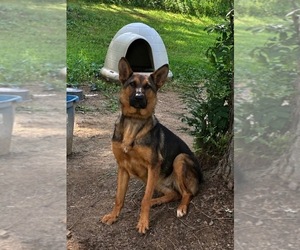 German Shepherd Dog Puppy for sale in HANCEVILLE, AL, USA