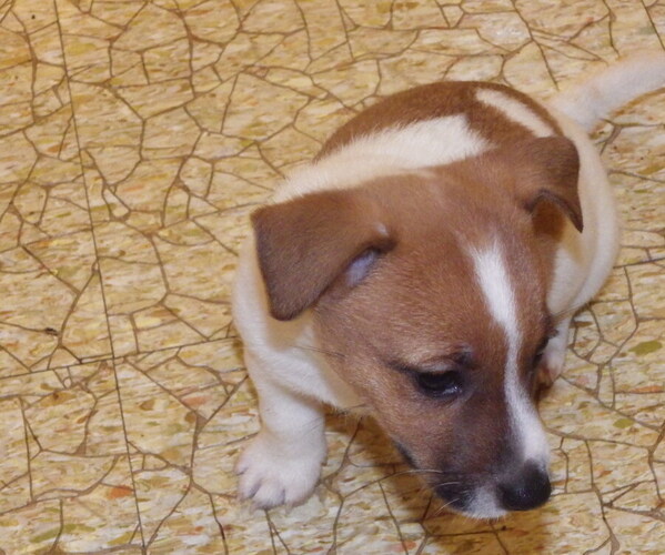 Medium Photo #8 Jack Russell Terrier Puppy For Sale in CINCINNATI, OH, USA