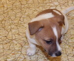 Small Photo #8 Jack Russell Terrier Puppy For Sale in CINCINNATI, OH, USA