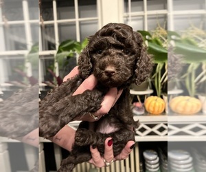 Poodle (Miniature) Puppy for sale in NORWICH, CT, USA