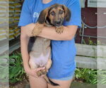 Small #2 Basset Hound