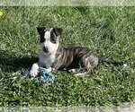 Small Photo #4 American Pit Bull Terrier-Unknown Mix Puppy For Sale in Spotsylvania, VA, USA