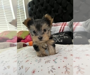 Yorkshire Terrier Puppy for sale in JACKSONVILLE, FL, USA