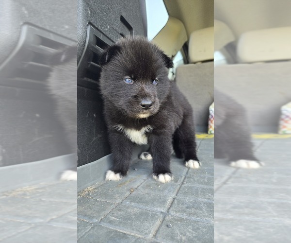 Medium Photo #10 Siberian Husky Puppy For Sale in FORT PLAIN, NY, USA