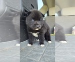 Small #9 Siberian Husky