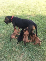Mother of the Bloodhound puppies born on 07/09/2018