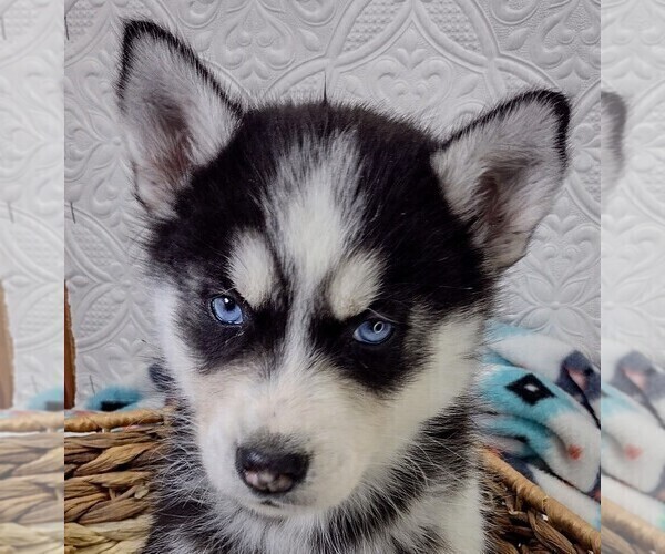Medium Photo #2 Siberian Husky Puppy For Sale in MOUNT AYR, IA, USA