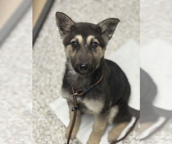 Medium Photo #2 Mutt Puppy For Sale in Andover, MN, USA