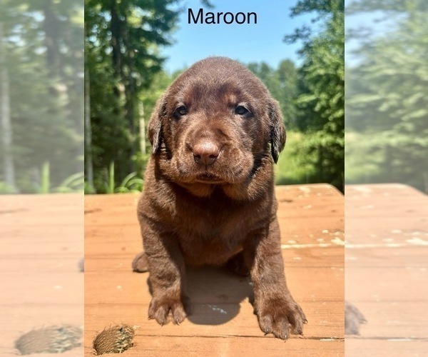 Medium Photo #32 Labrador Retriever Puppy For Sale in STANLEY, WI, USA