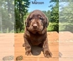 Small #1 Labrador Retriever
