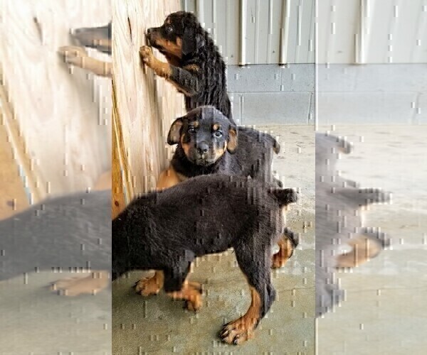 Medium Photo #44 Rottweiler Puppy For Sale in RIEGELWOOD, NC, USA