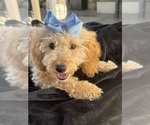 Small Photo #31 Goldendoodle mix (+ Poodle Miniature) Puppy For Sale in MENIFEE, CA, USA