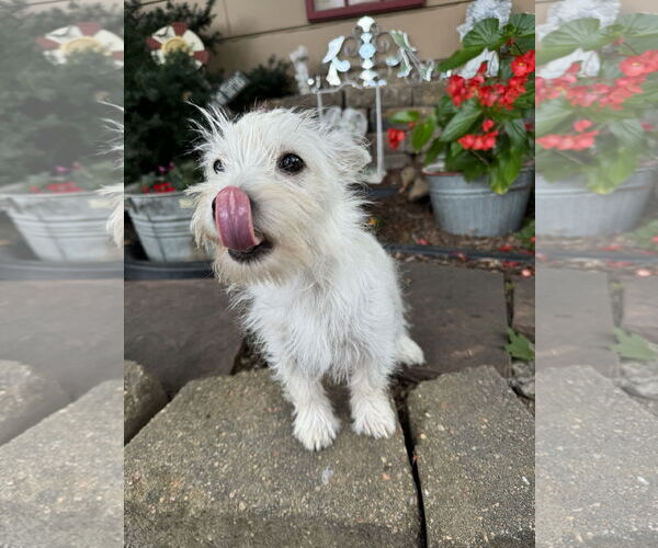 Medium Photo #3 Mutt Puppy For Sale in Sioux Falls, SD, USA