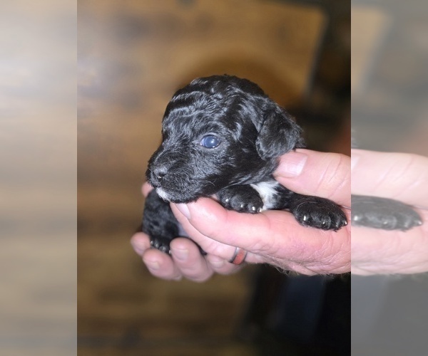 Medium Photo #3 Poodle (Toy) Puppy For Sale in DYERSBURG, TN, USA