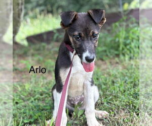 Labrador Retriever-Unknown Mix Dogs for adoption in Bristol, CT, USA