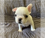 Small #3 French Bulldog