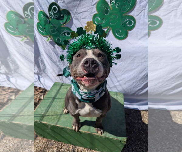 Medium Photo #9 American Staffordshire Terrier Puppy For Sale in Calhoun, GA, USA