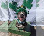 Small #8 American Staffordshire Terrier